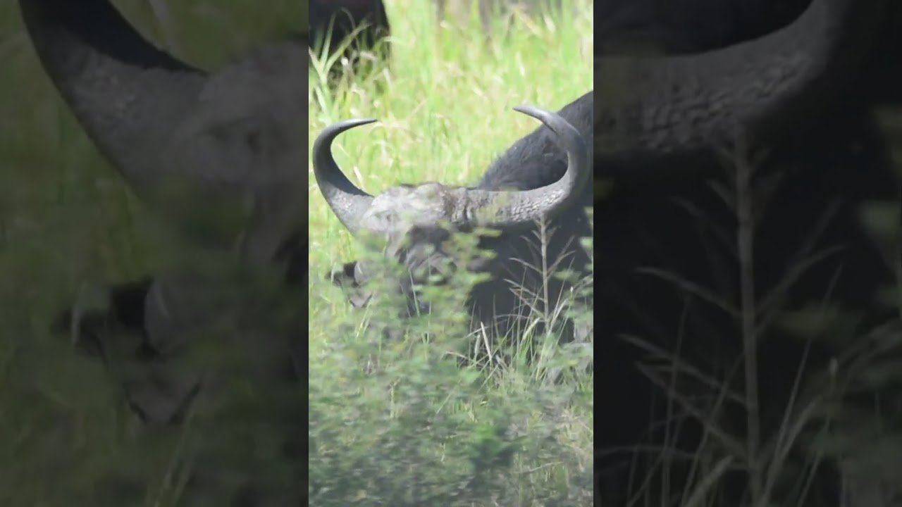 Buffalo Grazing in tall grass