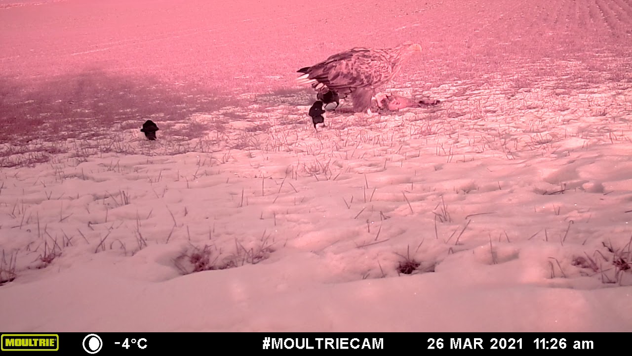 MFDC0124Whitetailed eagle Brunneby feb 2021