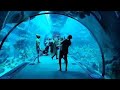 Aquarium Dubai mall, underwater zoo, Dubai 2021.