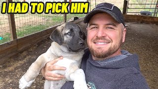 The Reason I Chose To Keep This GUARD DOG PUPPY by Hidden Heights Farm 110,166 views 4 weeks ago 30 minutes