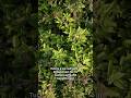 Tulsi Capsules help combat daily stress and support immune health through winter.