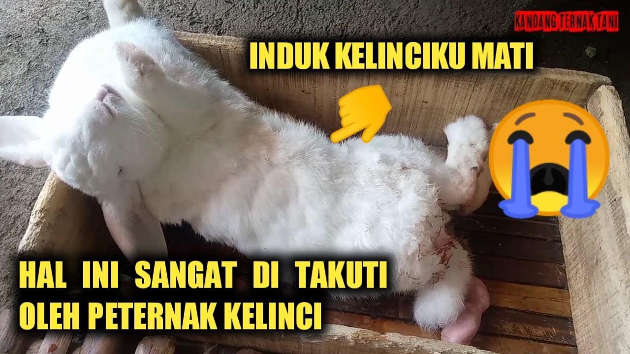 RESIKO PALING MENAKUTKAN DALAM BETERNAK KELINCI - YouTube
