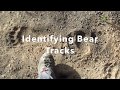 Bear Track Identification - Yellowstone