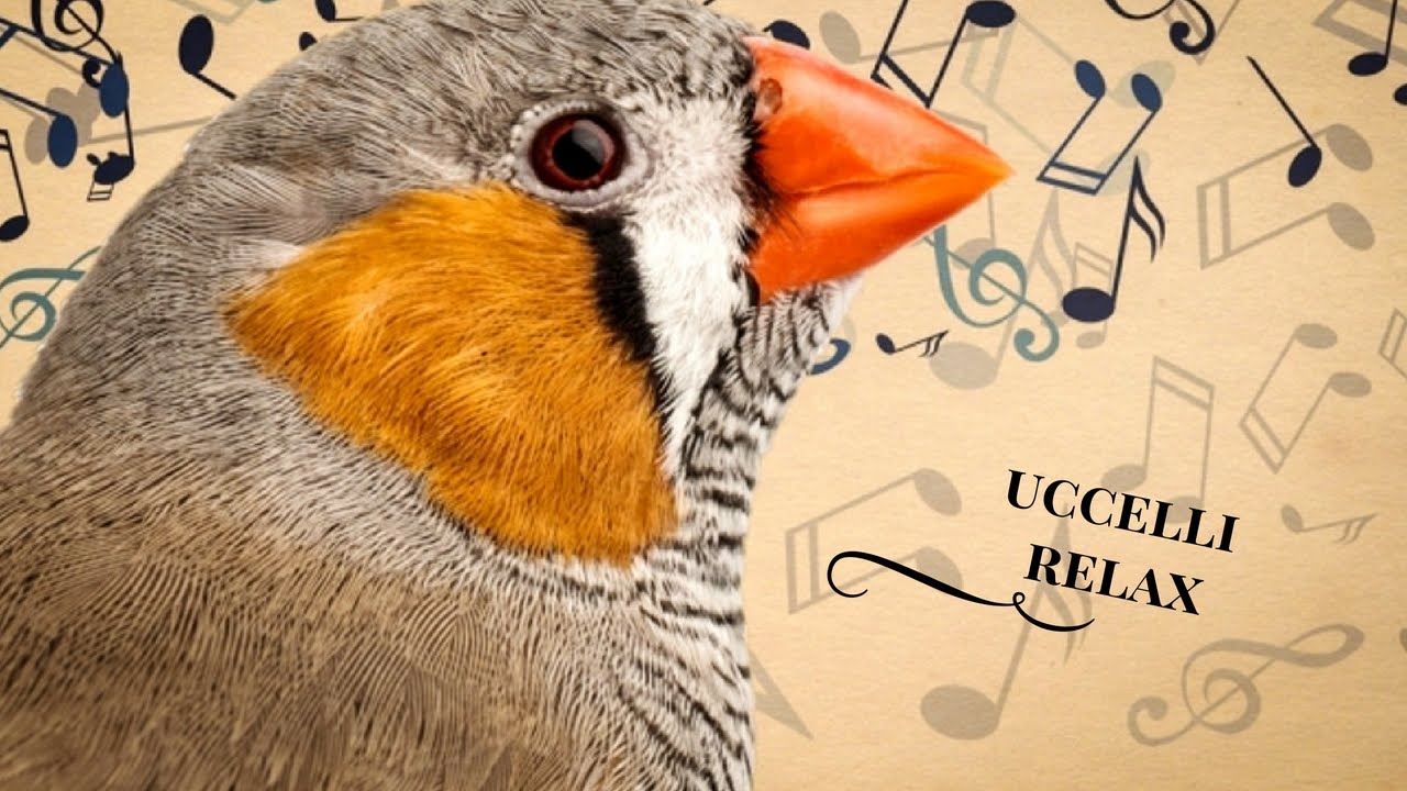 FUZEAU - 5 Esche In Legno Per Richiami Uccelli - Giocattolo Educativo Da 4+ Anni - Foto 7