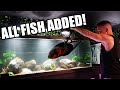 Oscar fish added to aquarium!