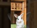 Rabbit Dancing Challenge 2026 | Cutest Bunny Dance Ever 😍🐰 #ytshorts #cute #funny#dance