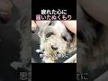 疲れた心に届いたぬくもり