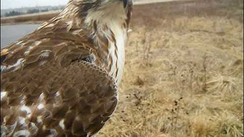 Rabbit hunting with a Red tailed hawk