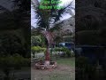 “Pure Natural Green Beauty of Nature”