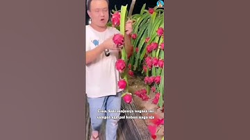 Menakjubkan! Kebun Buah Naga China #fypシ゚viral #china #teknologi