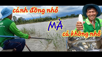 Tưởng đồng nhỏ không có cá ai dè cá nhiều không tưởng... kích cá miền Tây. "con nước miền Tây"