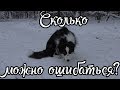 Сколько можно ошибаться? / Дрессировка собак