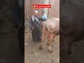 الفلاحين تحضر هنا 