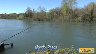 MONDO PESCA - CAVEDANI DELL' ADDA MONOAMO - SHORT VERSION - #pescasportiva