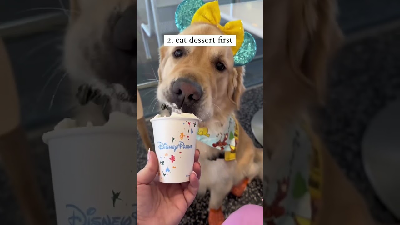 Life lessons from a dog 🐶