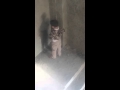 شطه شطه شطه
