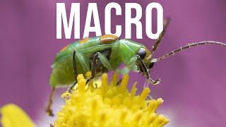 🐞 FOTOGRAFIA MACRO 📷 CONFIGURAR LA CAMARA EN FUNCIÓN DE NUESTRO EQUIPO | Lentes - Flash - Luz Cont.