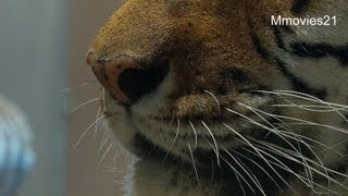 アムールトラの吐く息~Amur Tiger