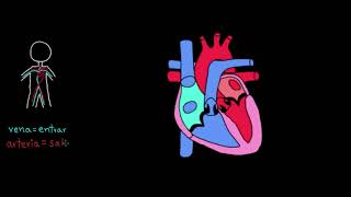 Flujo a través del corazón | Fisiología del sistema circulatorio | Khan Academy en Español