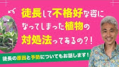 夏に ゼラニウムの葉っぱが白くなっちゃった これって病気 Youtube 夏に ゼラニウムの葉っぱが白くなっちゃった これって病気 Youtube