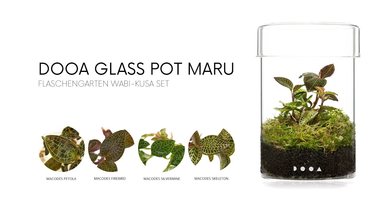 Flaschengarten Wabi-Kusa Set mit Juwelorchideen | Wabi-Kusa Pflanzen |  Terrarienpflanzen | Aquariumpflanzen | USCAPE