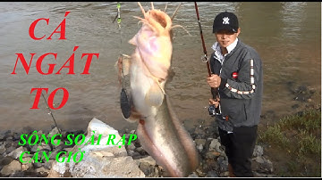 CÂU CÁ NGÁT SÔNG SOÀI RẠP CẦN GIỜ