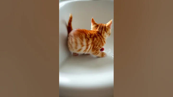 Watch the video about Bathtub Grand Prix