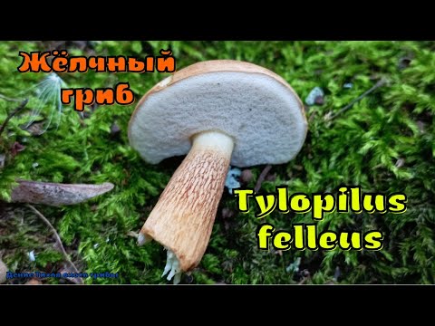 Горчак бывает не горьким и целебным | Tylopilus felleus |