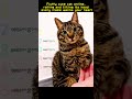 Fluffy cute cat online,rolling and tilting its head every frame warms your heart #pet#cat #funny