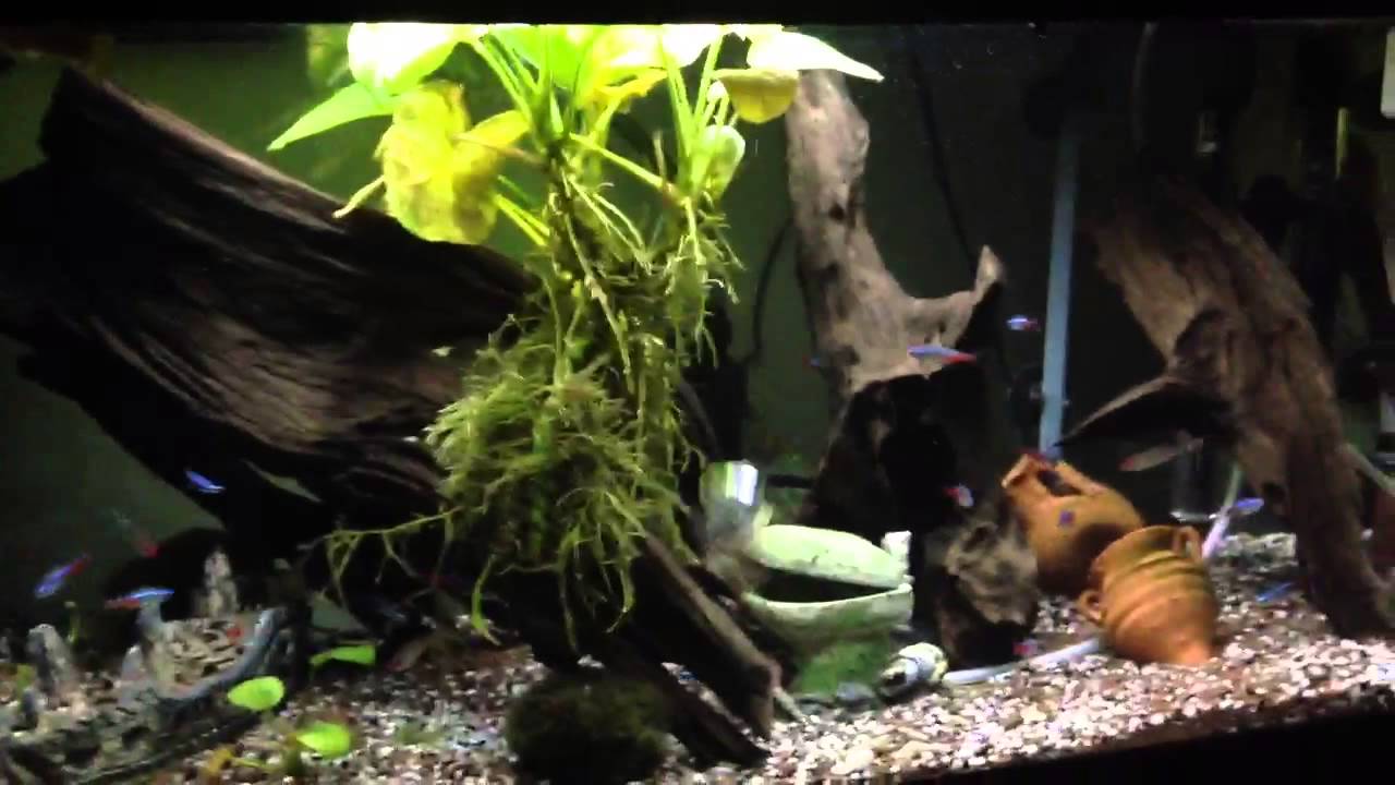 Acquario tropicale acqua dolce - YouTube