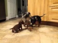 5 1/2 week old dachshund puppies take on world