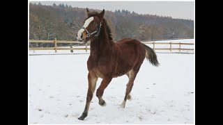 Ponyhügel: Fohlen Cosima im Schnee mit 6 Monaten, frisch abgesetzt! by Christine Spranger 105 views 5 months ago 5 minutes, 2 seconds