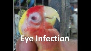 Homeopathy Treatment For Birds- Part 6  | Bird Eye problems & their Solution screenshot 5