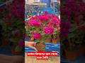 বাগান বিলাসের ডাল থেকে চারা তৈরি / bougainvillea #flowers #baganbilas #shorts #garden