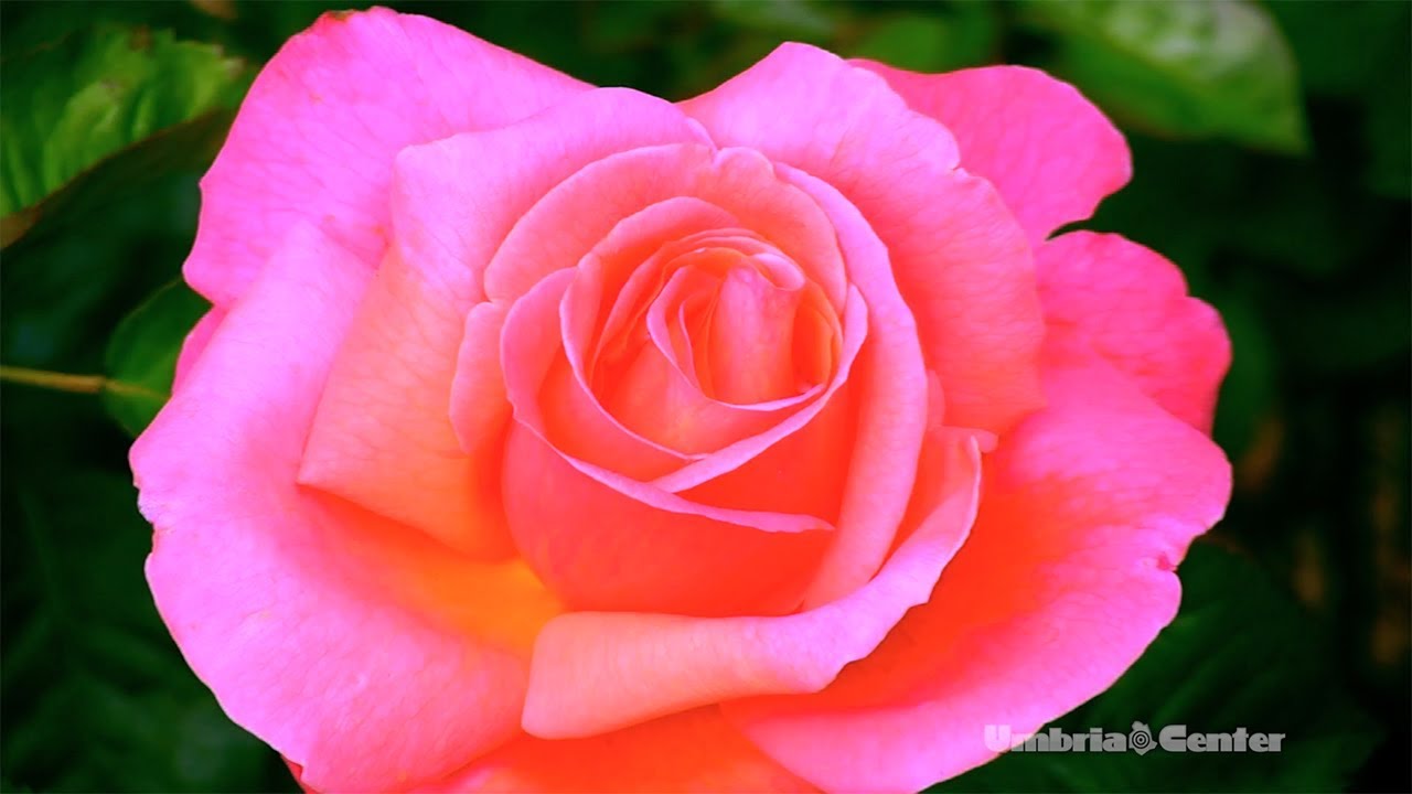 Spello (PG) - I Giorni delle Rose 2018