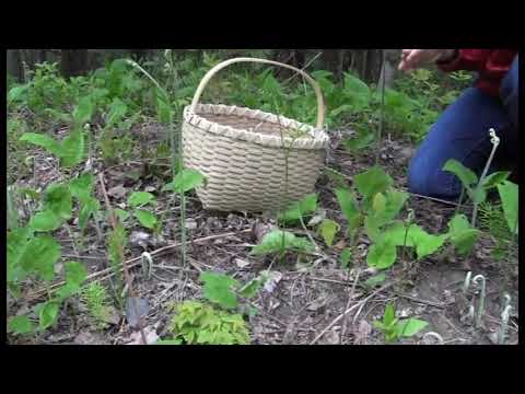 Video: Bracken Fern In Gardens - Informacije o Gojenje Bracken Fern