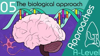 The biological approach - Approaches [A-Level Psychology]