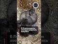 Пушистое пополнение в Ленинградском зоопарке