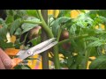 Comment entretenir et tailler vos tomates 