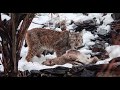 Himalayan Lynx Filmed Hunting Markhor in Pakistan for First Time