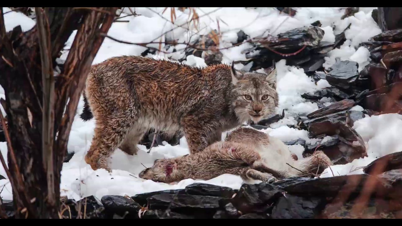 Un lynx de lHimalaya a film pour la premire fois la chasse au Markhor au Pakistan