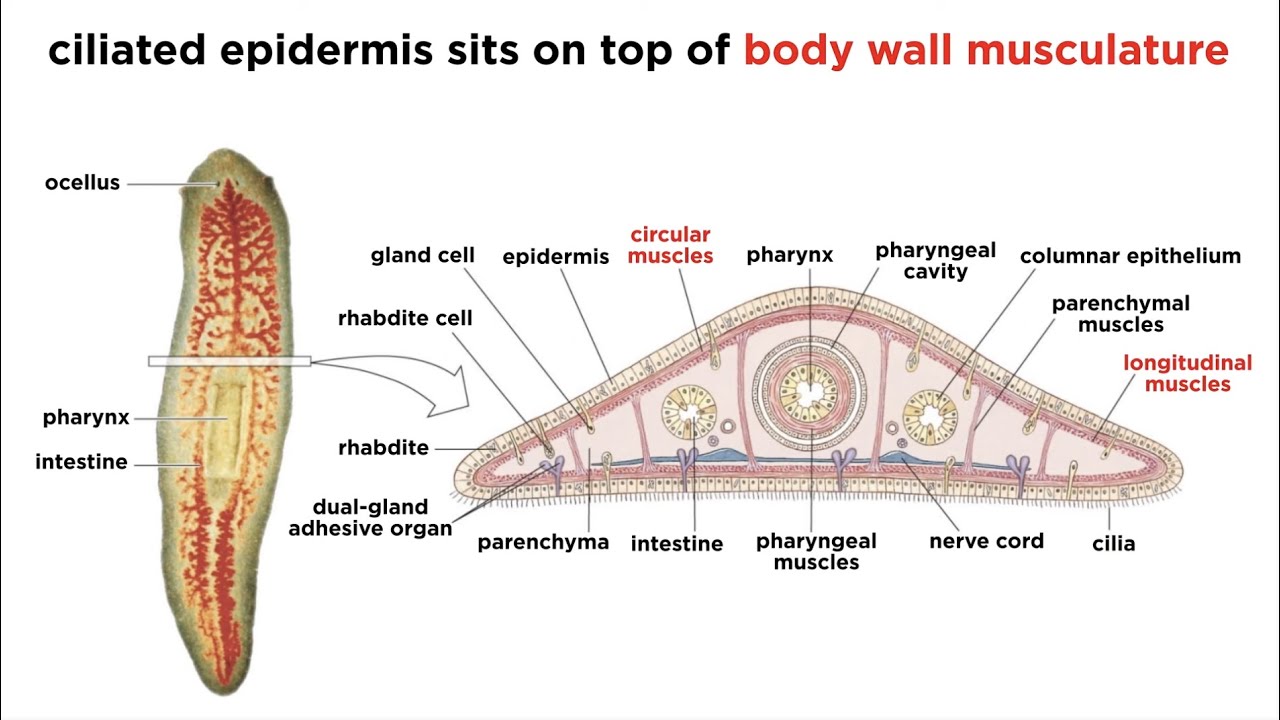 Flatworm Phylum Maxresdefault