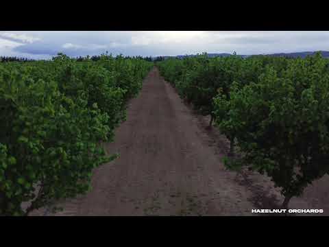 Relaxing Drone 4k 30 fps (DJI MINI 2) Oregon (Orchards, Fir Trees, Solar Panels, Tulip Farm)