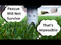 Tall Fescue The Most Versatile Grass Type Cut At 1 Inch Tall Fescue The Most Versatile Grass Type Cut At 1 Inch