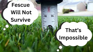 Tall Fescue The Most Versatile Grass Type  |  Cut at 1 Inch by Elevated Lawnscapes 7,501 views 3 months ago 7 minutes, 40 seconds