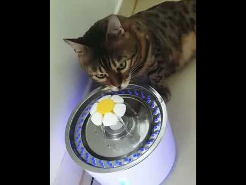 01.Kucing bengal hybrid marble - YouTube