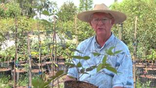 Burn A Bay Leaf In Your Room And Watch What Happens!