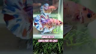 Giant Yellow base multi #cupang #cupanghias #cupangindonesia #cupanggiant #aquarium #cupangkontes