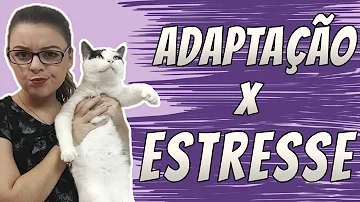 Como fazer adaptação na escola?
