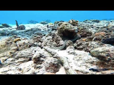 Porto Marie Dive Site - Curacao